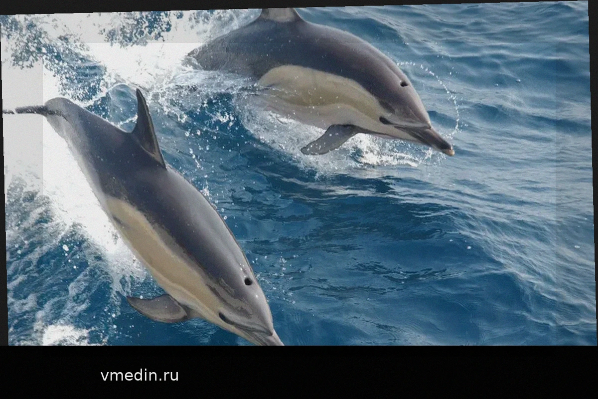 Дельфины стареют быстрее из-за "вечных химикатов"